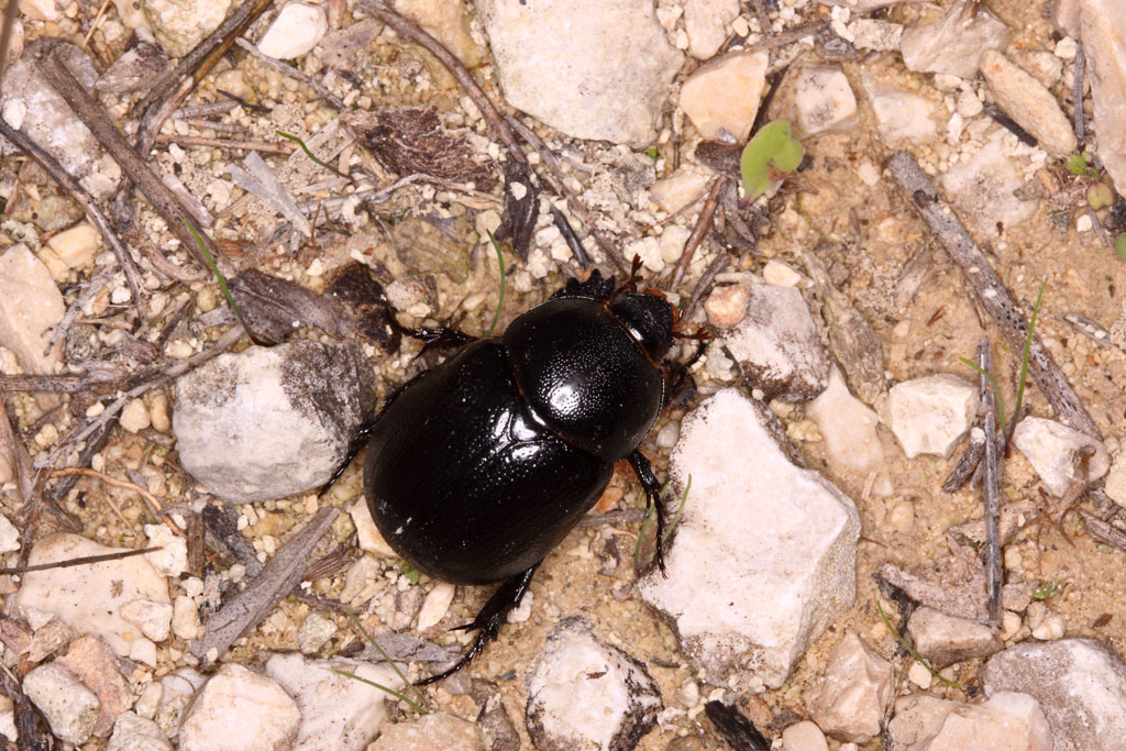 Geotrupide ? No. Pentodon bidens (Dynastidae)